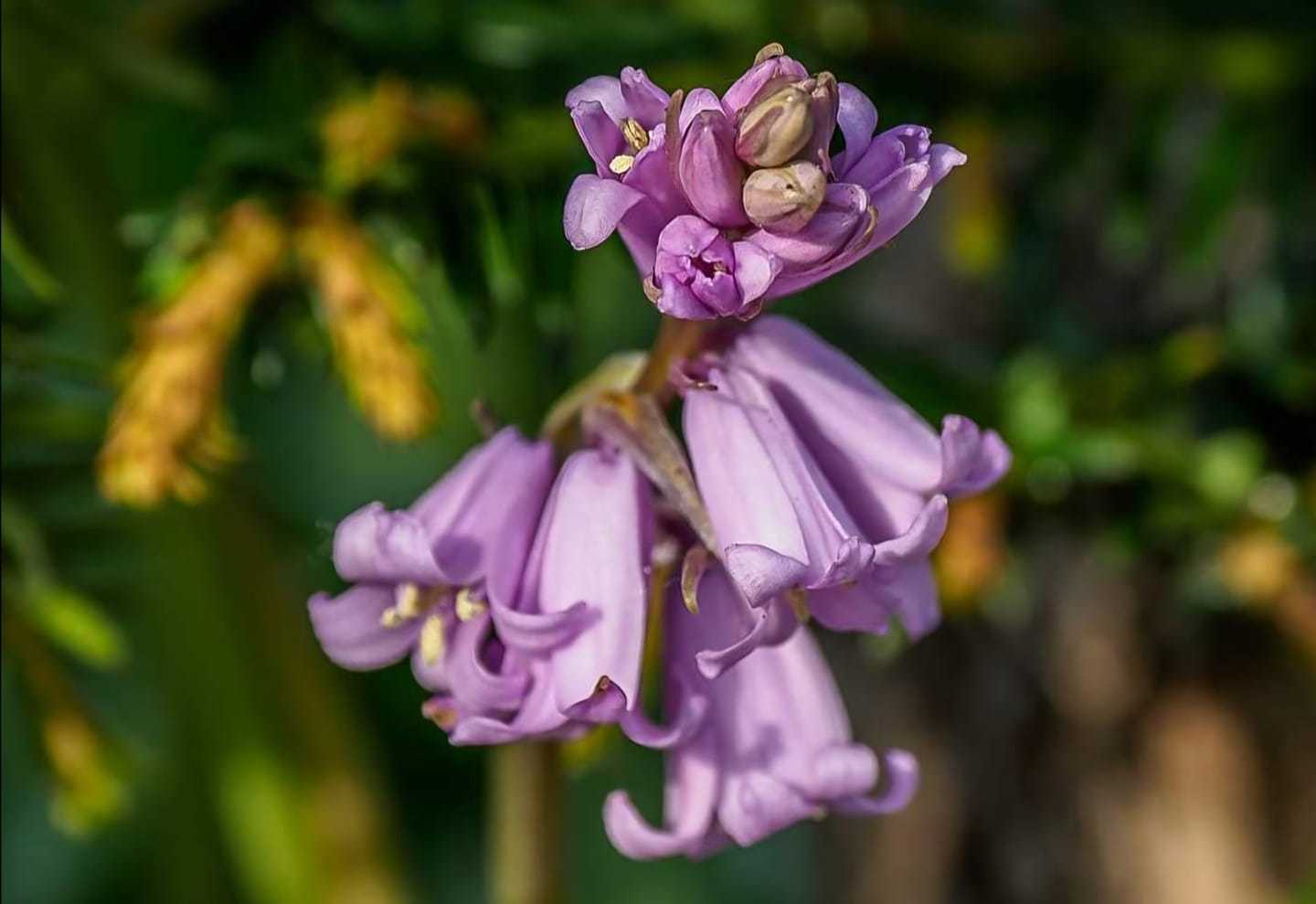 Pink bluebells in Whitegate by Donna Maria Long