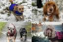 Photos of your four-legged friends enjoying a Mid Cheshire dog walk