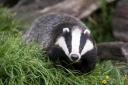 Council set to reject motion to prevent badger cull