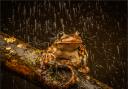 Red Spot Milk Frog in Rain by Nigel Wells