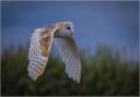 Barn Owl in Flight by Gordon Spruce