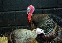 Turkeys keep abreast of good news