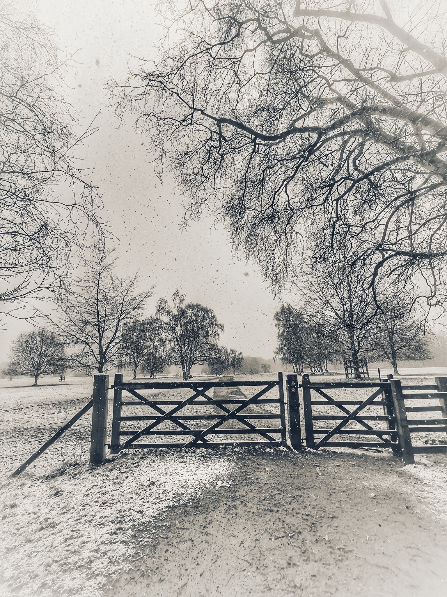 Marbury Park in the snow by Patricia Dyson
