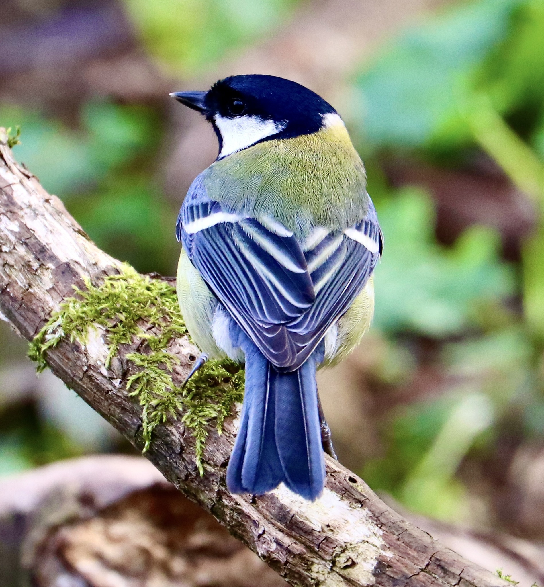 A great tit in full colour by Terry Gregory