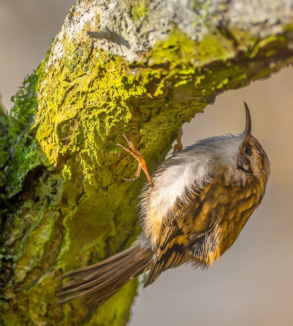 A nimble tree creeper by the Weaver by Alan Bailey