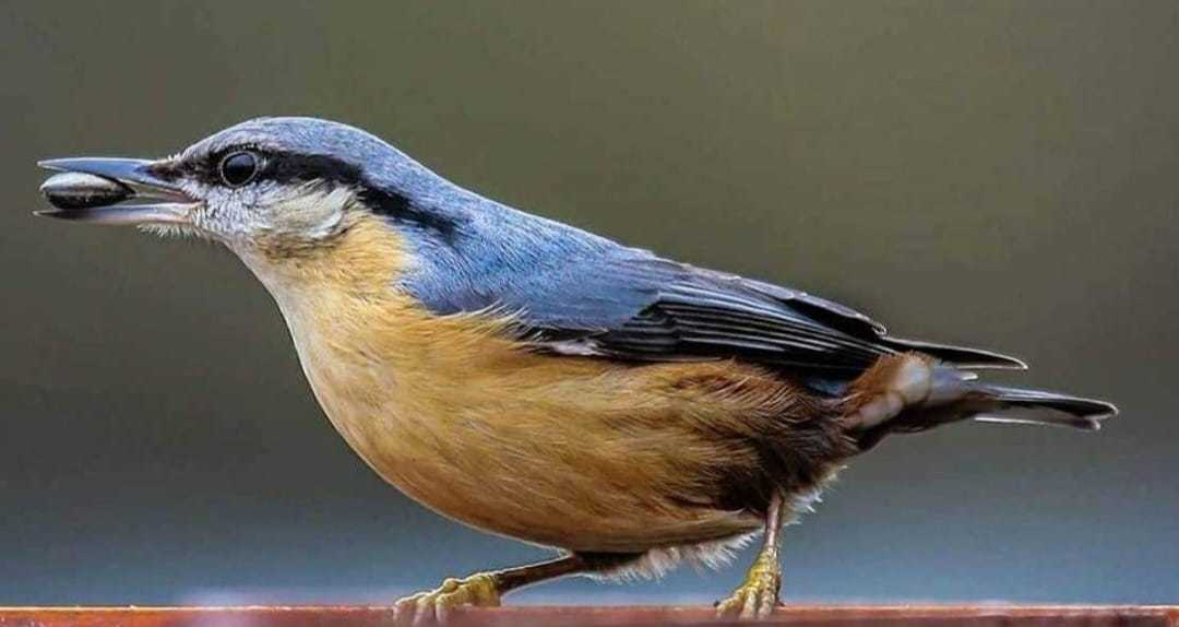 A nuthatch by Donna Maria Long