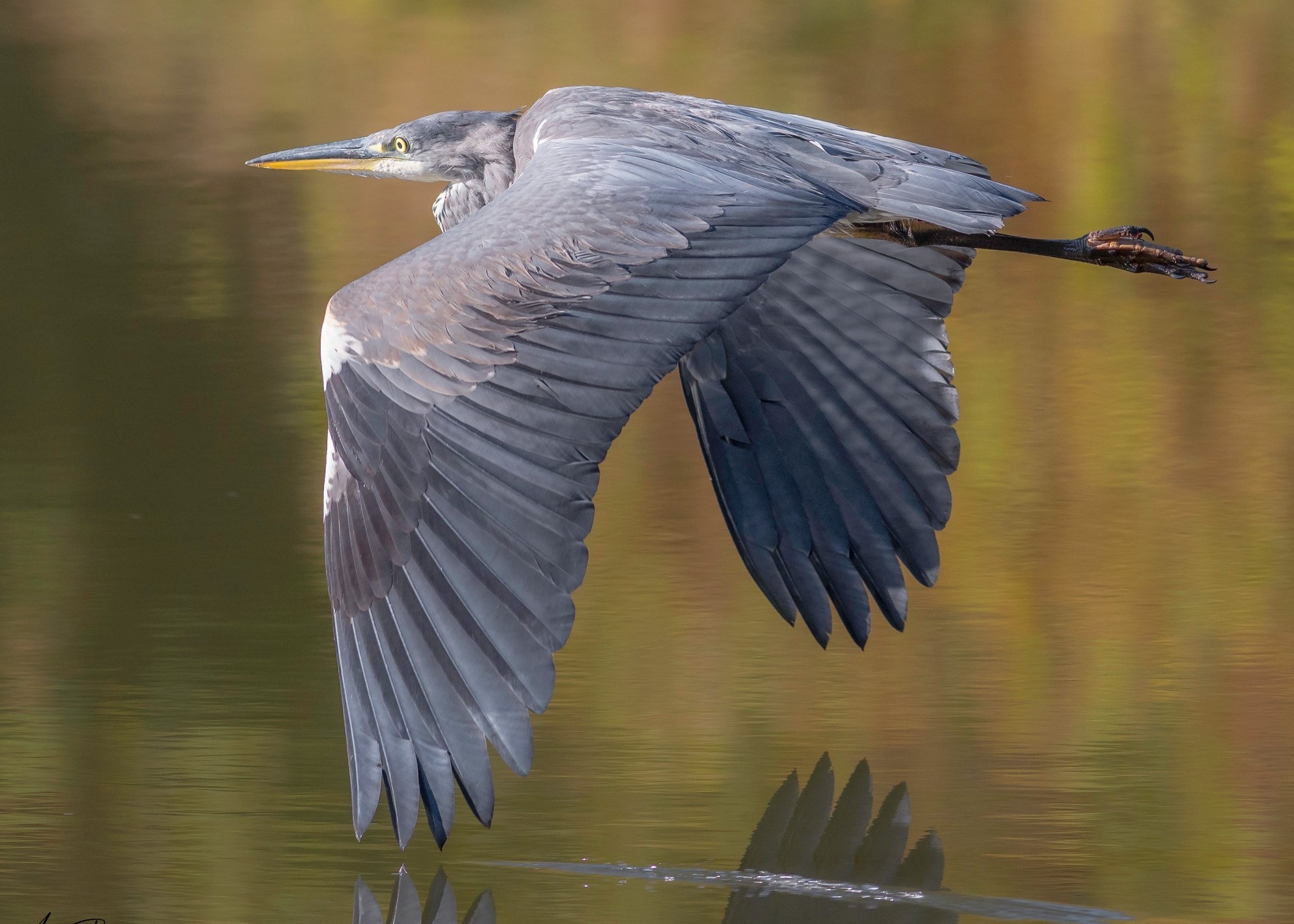 Low flying heron by Alan Bailey