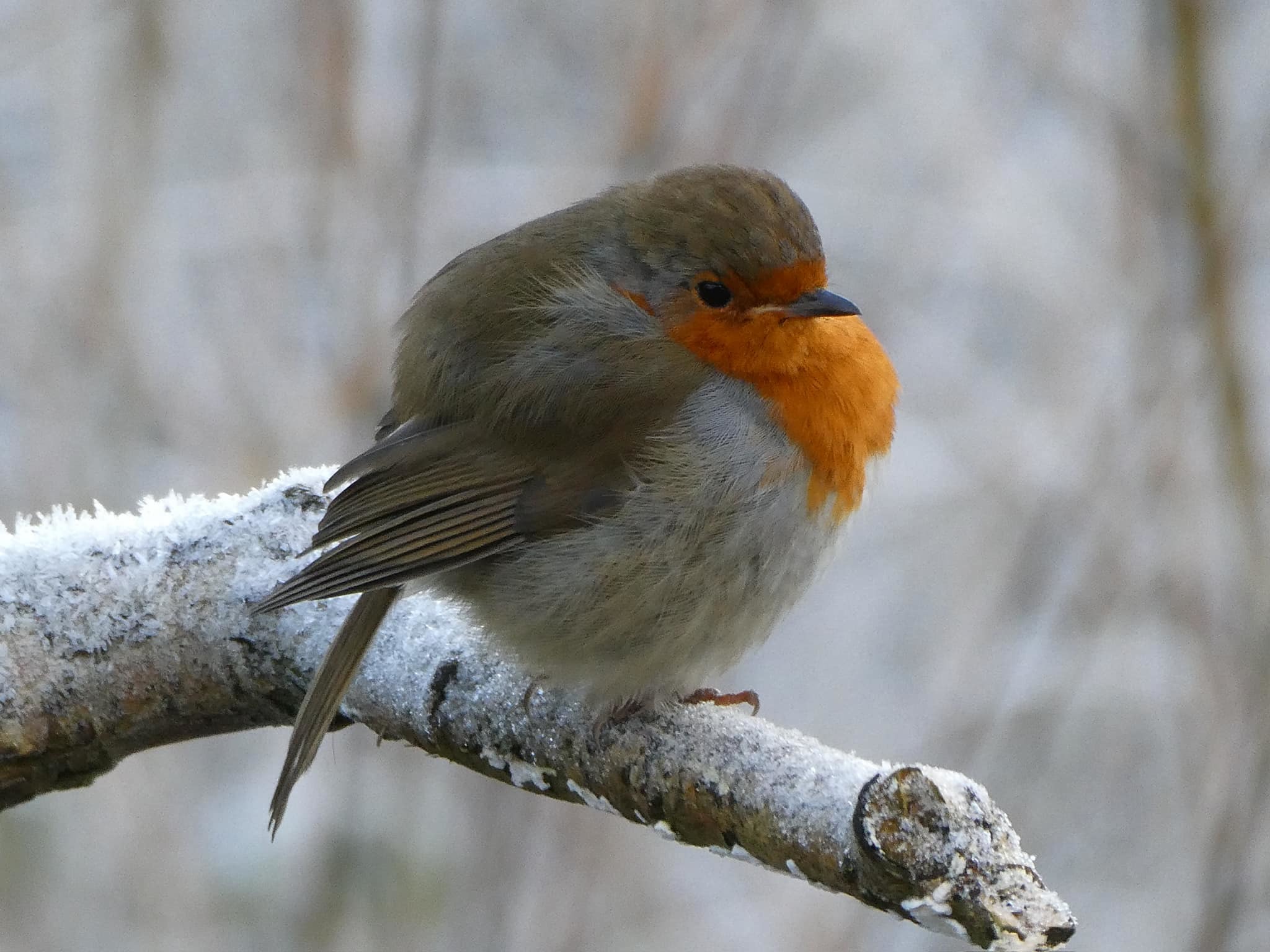 Puffed up robin by Julie Webb