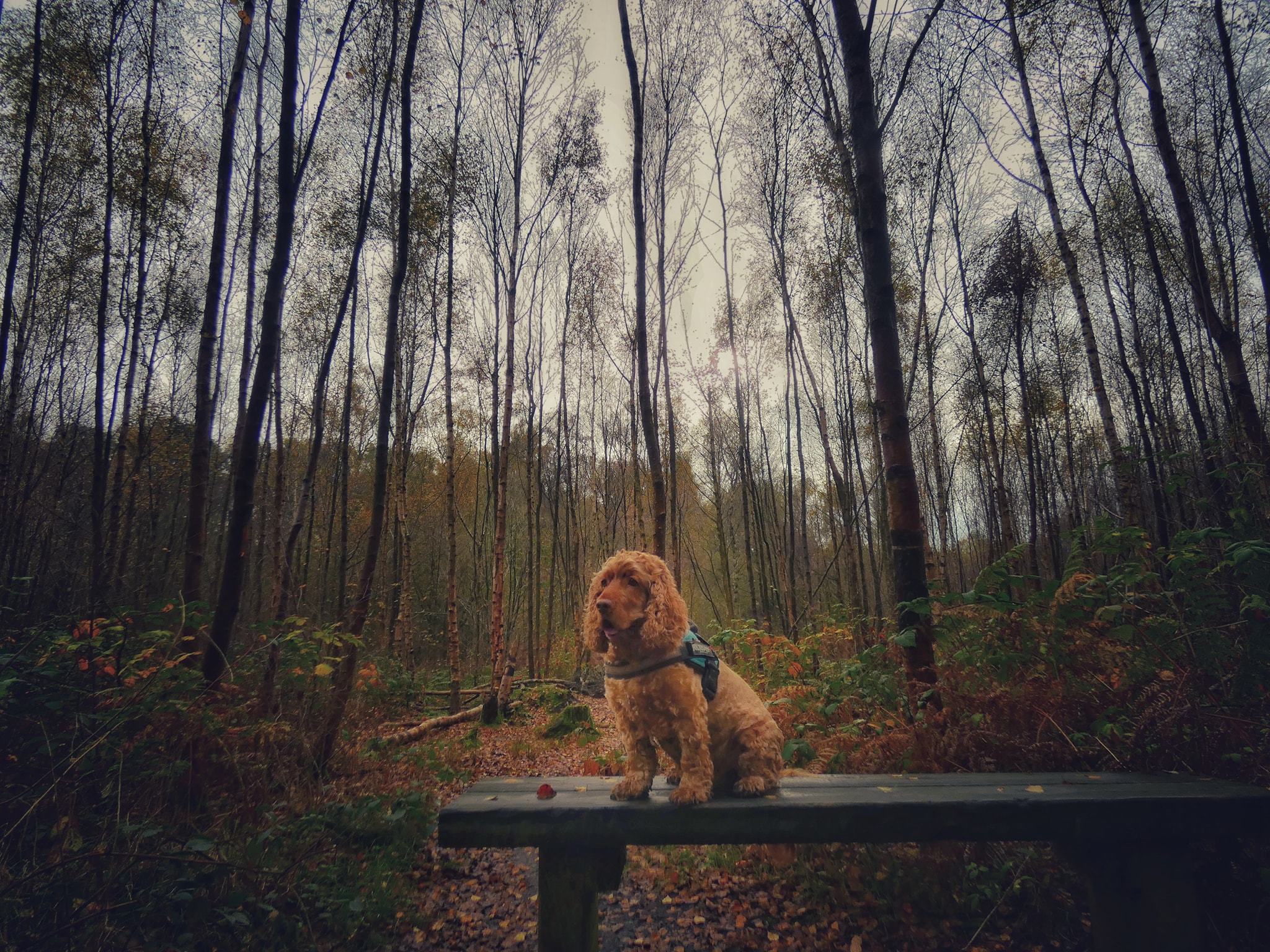 Delamere Forest by Sophie Ralph