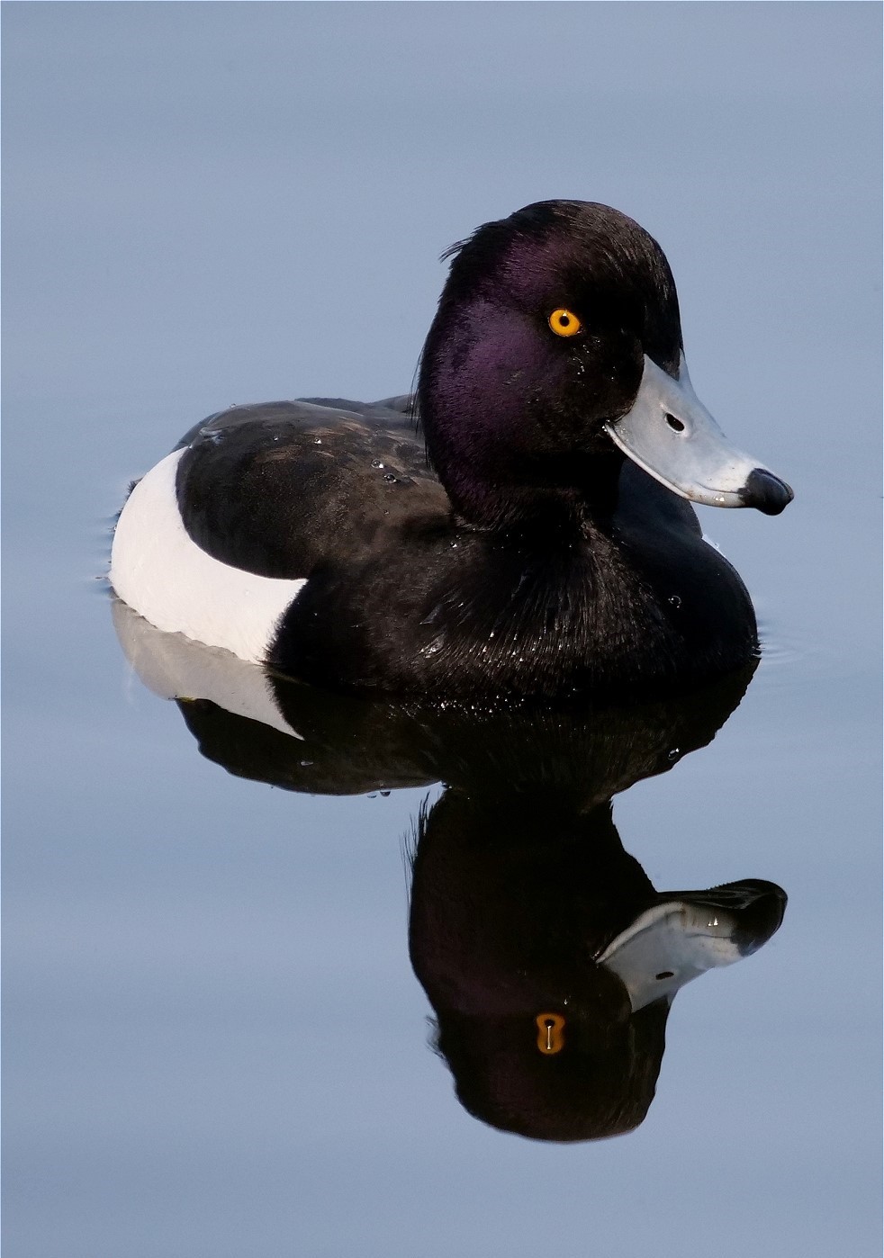 Tufted duck reflection by Russell Dean