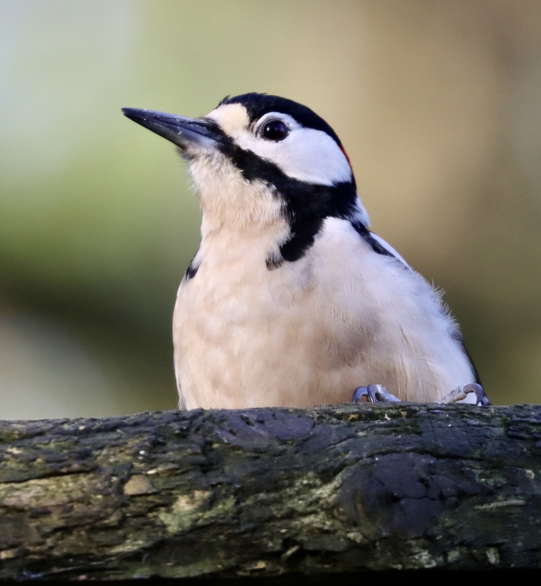 A great spotted woodpecker by Terry Gregory