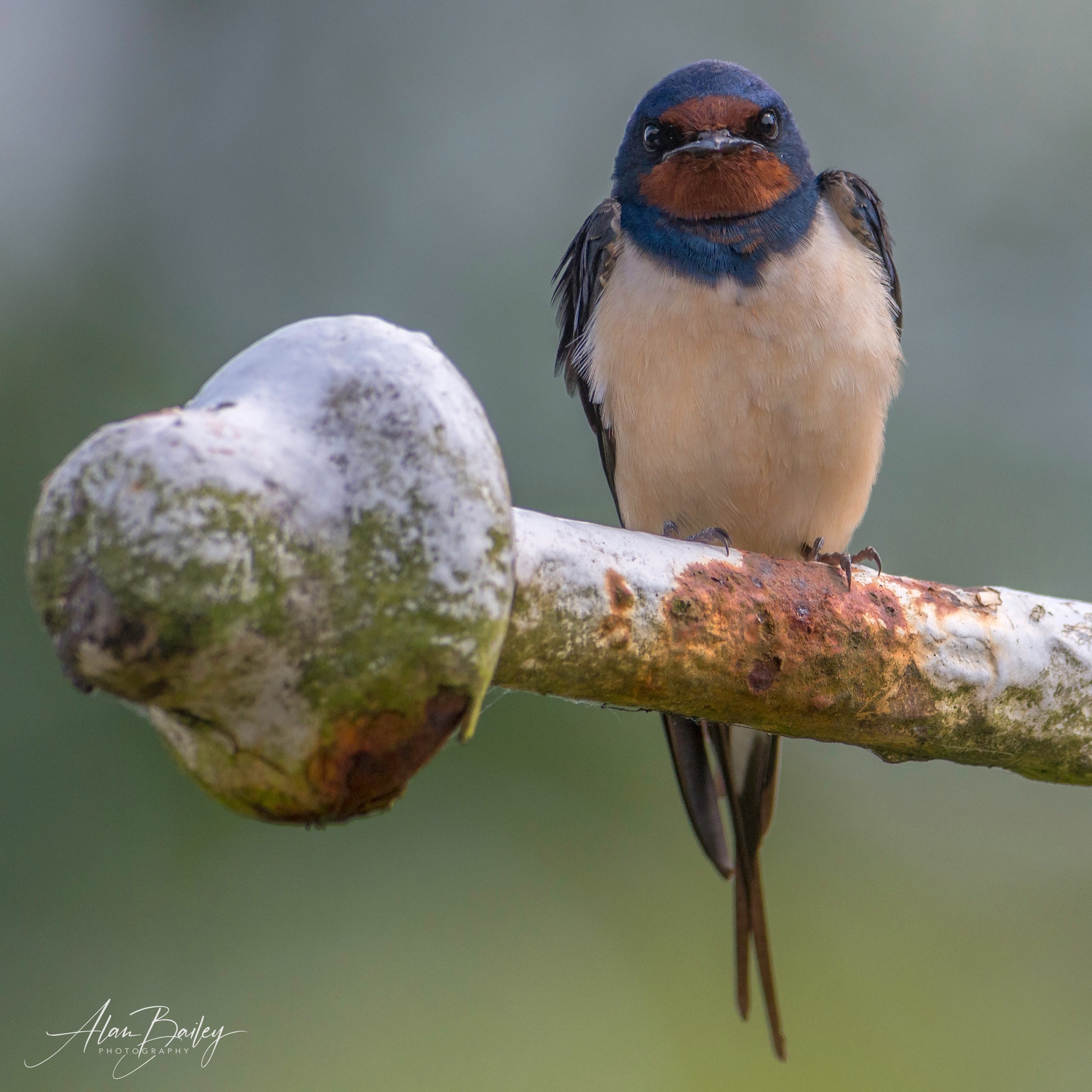 A grumpy swallow by Alan Bailey