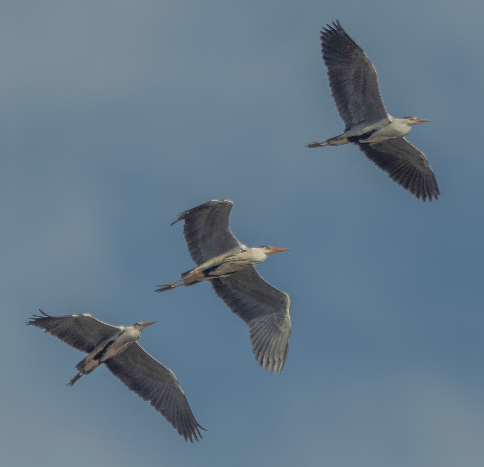 A trio of herons by Alan Bailey