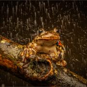 Red Spot Milk Frog in Rain by Nigel Wells