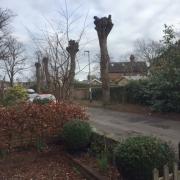 Residents are angry after four trees on St John's Avenue have been pollarded