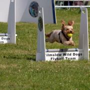 Entries are now open for the dog show at the Royal Cheshire County Show 2023