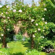 A rose arch in one of the 2023 Goostrey gardens