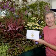 Lifelong lover of plants Sue Beesley receives her fifth gold medal in a row at the RHS Tatton Flower Show