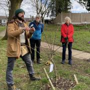 Orchard expert Dan Hasler is running a free  winter pruning workshop at Crosstown Community Orchard