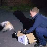 RSPCA animal rescue officer Benedict releases the barn owl