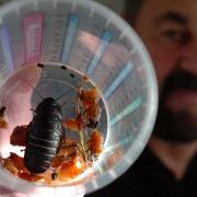 Hissing cockroach gets a home at Chester Zoo
