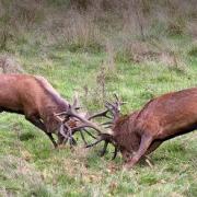 Photographer captures stags fighting in Tatton Park