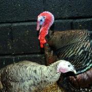 Turkeys keep abreast of good news