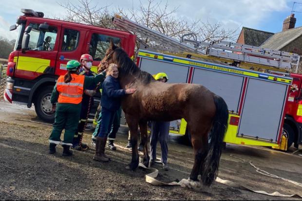 Meg was returned to her owner after being rescued by firefighters