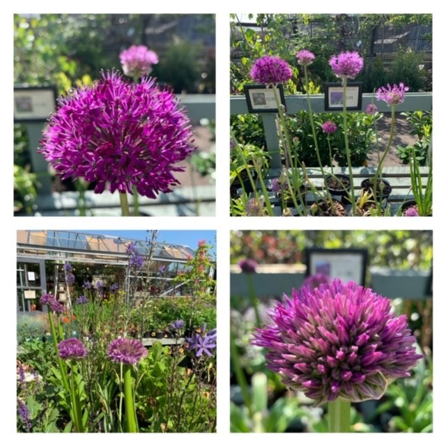 A collection of some of the flowers on display at the nursery