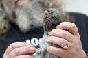 Ray Jackson tends to an injured pigeon that has been brought in by a member of the public
