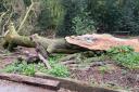 A giant 70-foot Beech tree threatened to crush a classroom at Lower Moss Wood Wildlife Hospital