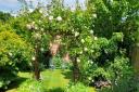 A rose arch in one of the 2023 Goostrey gardens