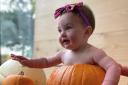 Baby Maisie Brown has fun in a pumpkin at Bidlea Dairy farm