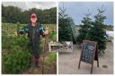 Gill is selling Christmas trees grown by her late husband, David, to raise funds for charity