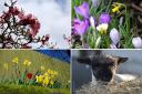 Photographers capture the first day of spring in Mid Cheshire