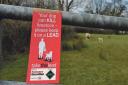 Farmers are putting up signs to warn people of the dangers of dogs attacking sheep