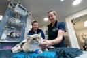 Vet, Kate Barnes (right) assisted by vet nurse, Megan Whitby, at Knutsford Veterinary Surgery