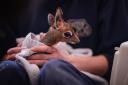 WATCH: Keepers step in to hand-rear orphaned baby antelope at Chester Zoo