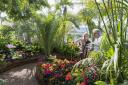 Tropical Butterfly Dome will feature at 'bigger and better' RHS Tatton Flower Show