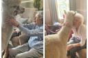 Cuddling alpacas brings comfort and joy to elderly residents at Brookview Bupa Care Home in Alderley Edge