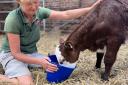 Hetty, a Hereford calf is being hand reared at Tatton Park's rare breed farm after she sadly lost her mum