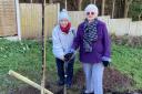 Diane Coulston and June Sherliker, from Crosstown WI,  planting a walnut tree