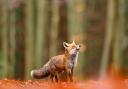 Foxes are just one of the incredible UK species featured in Chester Zoo's new immersive exhibition.