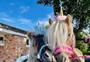 Shetland ponies Danny and Harri dressed as unicorns for a children's birthday party