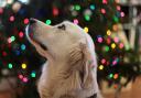 Christmas dog warning issued ahead of festive season. (Canva)