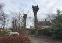 Residents are angry after four trees on St John's Avenue have been pollarded