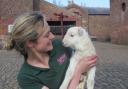 Elly Edwards,  Tatton Park farm assistant with the first spring lamb to be born