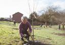 Volunteer Alison Jones planting fruit trees at Crosstown Community Orchard