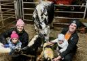 Rebecca and Ryan Brown with daughters Emelia, three, six-month old Maisie and the Lineback heifer and her two newly born calves