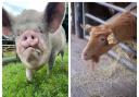 Martha, the Middle White pig and Emily, the Golden Guernsey goat are available for adoption